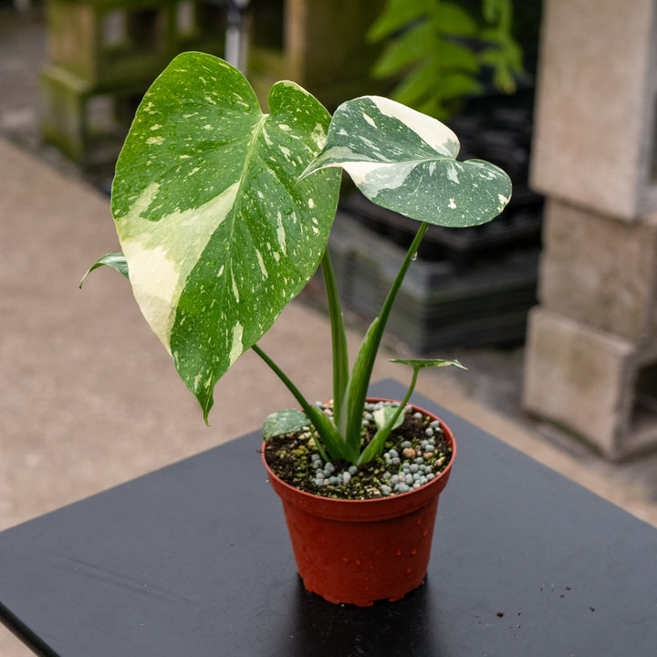 Monstera deliciosa 'Thai Constellation'