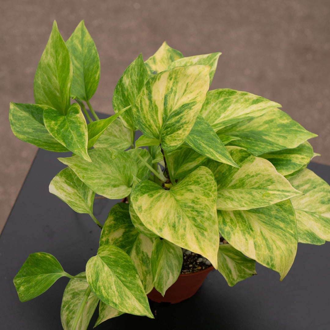 Pothos Epipremnum aureum 'Alta Voltagem'