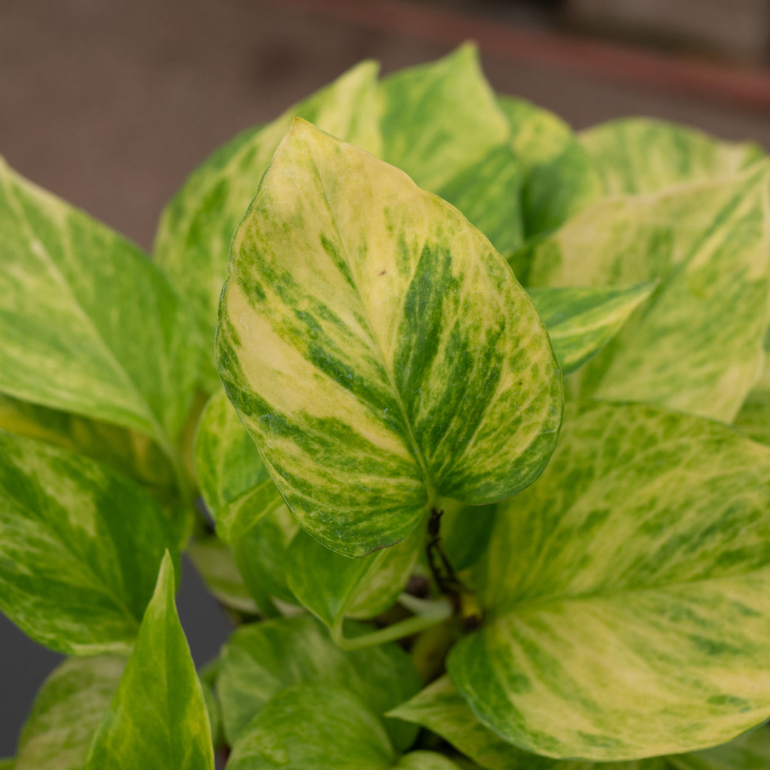 Pothos Epipremnum aureum 'Alta Voltagem'