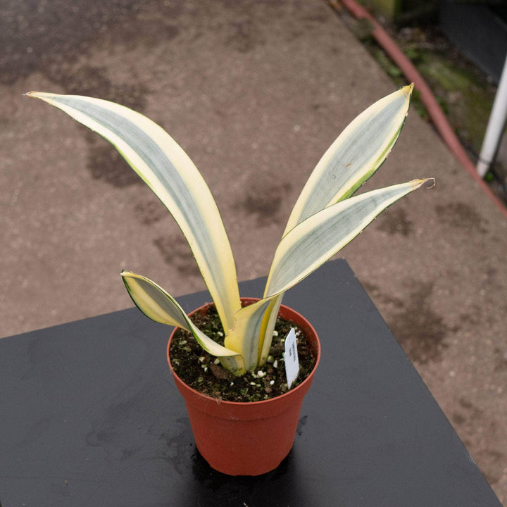 Sansevieria trifasciata 'Ghost'