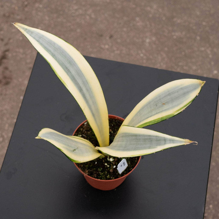 Sansevieria trifasciata 'Ghost'