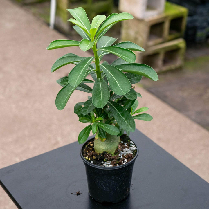 Gabriella Plants Adenium 4" Adenium obesum Growers Choice