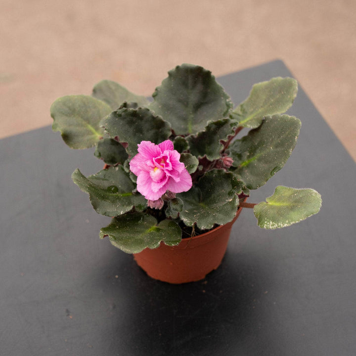 Gabriella Plants Other 4" African Violet Grower's Choice