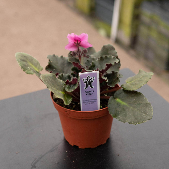 Gabriella Plants Other 4" African Violet Grower's Choice