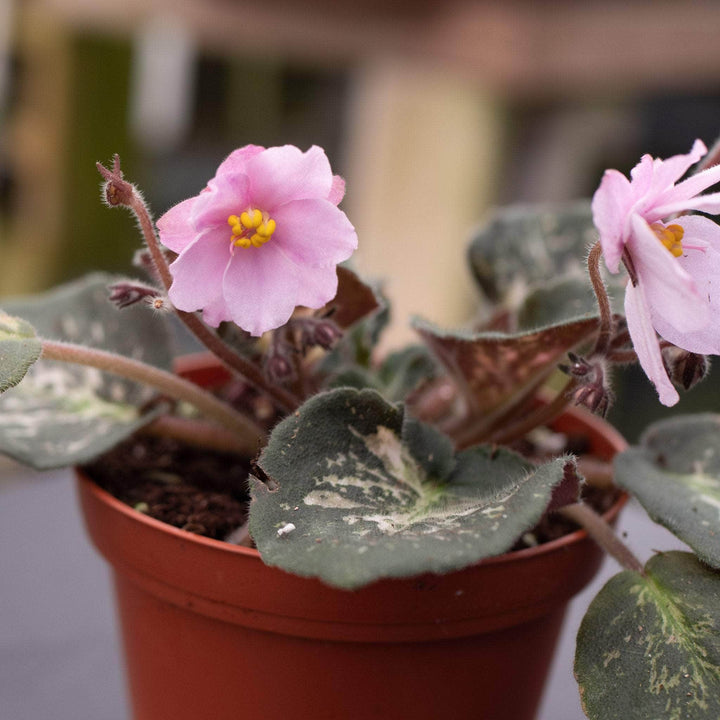 Gabriella Plants Other 4" African Violet Grower's Choice