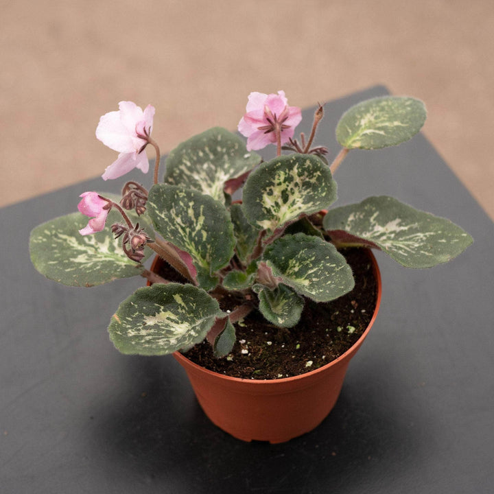 Gabriella Plants Other 4" African Violet Grower's Choice