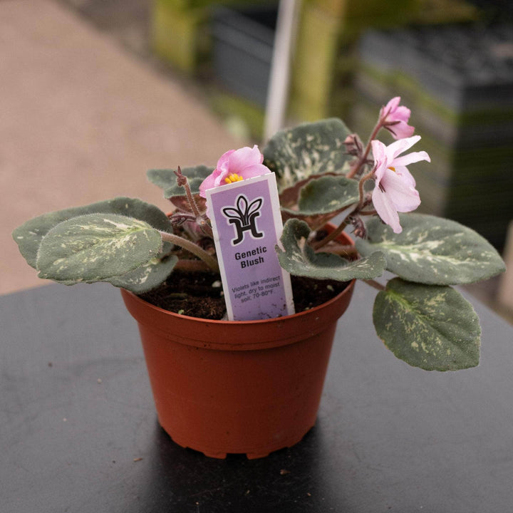 Gabriella Plants Other 4" African Violet Grower's Choice