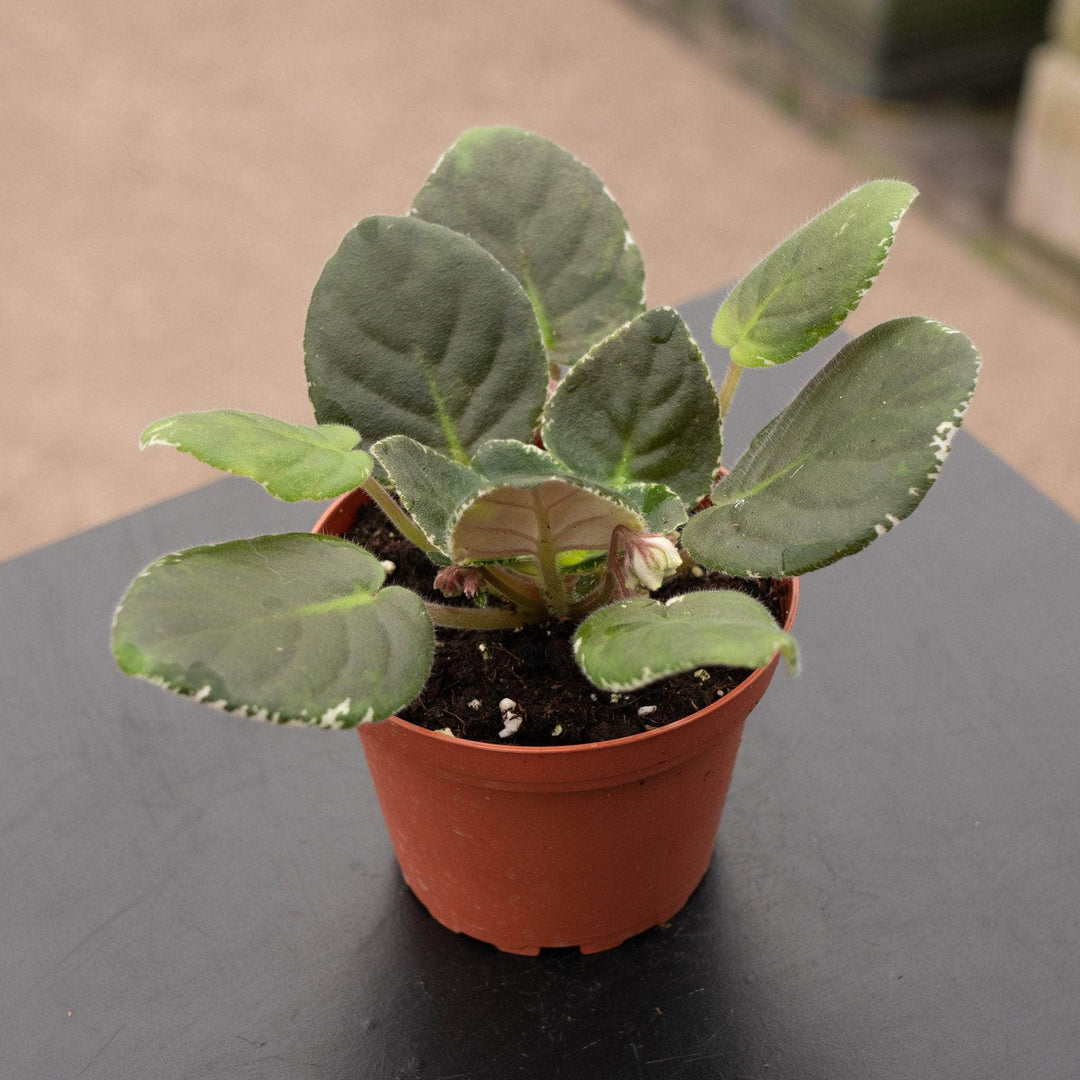 Gabriella Plants Other 4" African Violet Grower's Choice