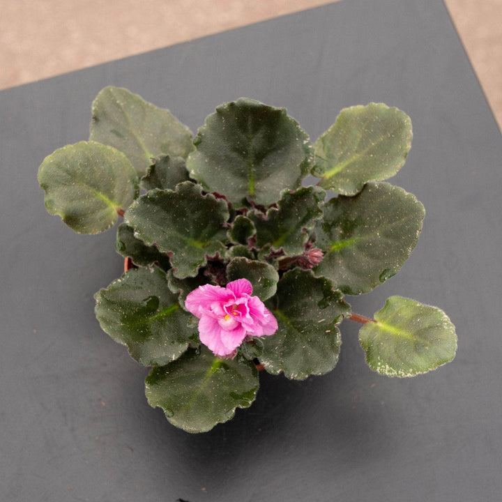 Gabriella Plants Other 4" African Violet Grower's Choice