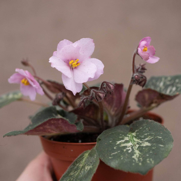 Gabriella Plants Other 4" African Violet Grower's Choice