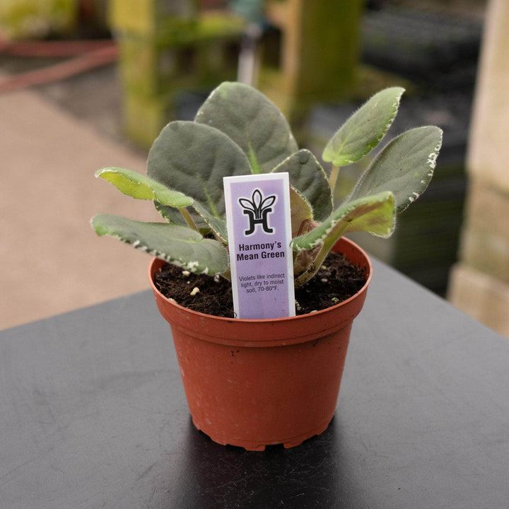 Gabriella Plants Other 4" African Violet Grower's Choice