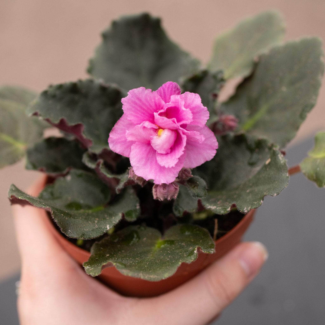 Gabriella Plants Other 4" African Violet Grower's Choice