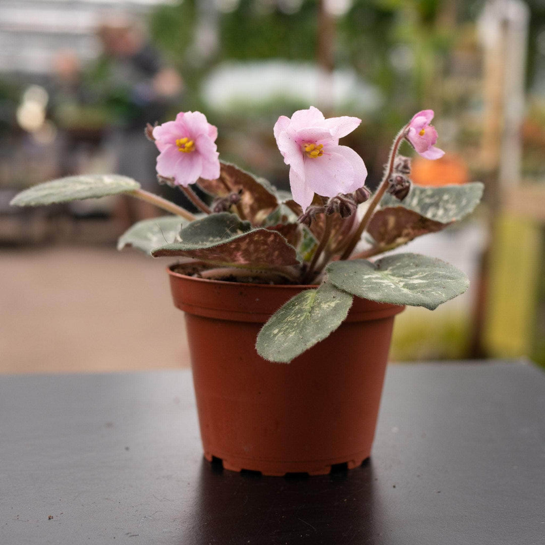 Gabriella Plants Other 4" African Violet Grower's Choice