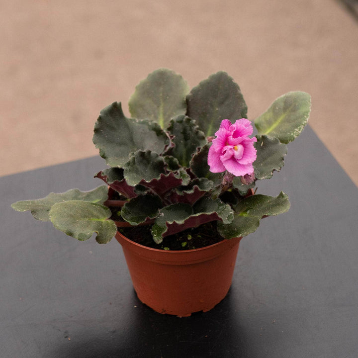 Gabriella Plants Other 4" African Violet Grower's Choice