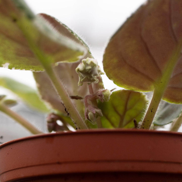 Gabriella Plants Other 4" African Violet Grower's Choice