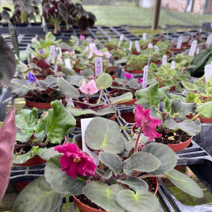 Gabriella Plants Other 4" African Violet Grower's Choice