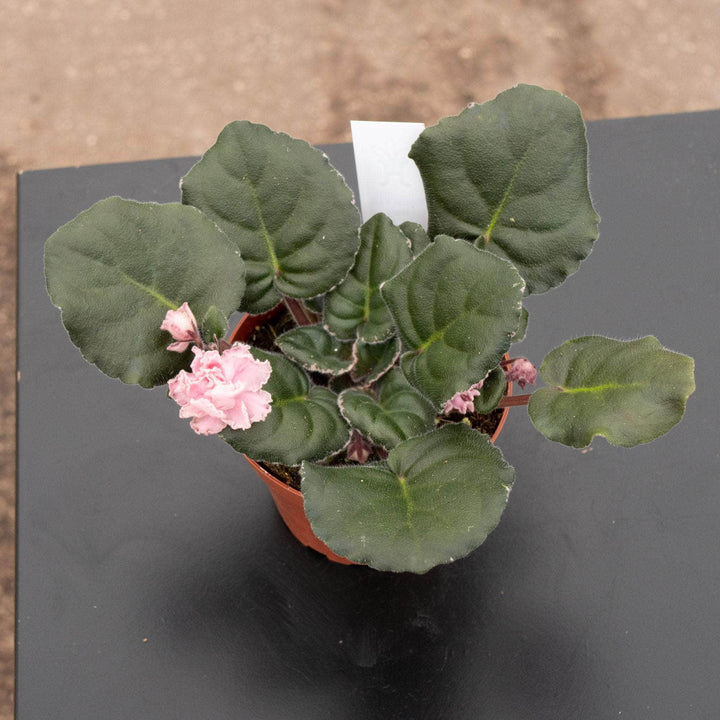 Gabriella Plants Other 4" African Violet Grower's Choice