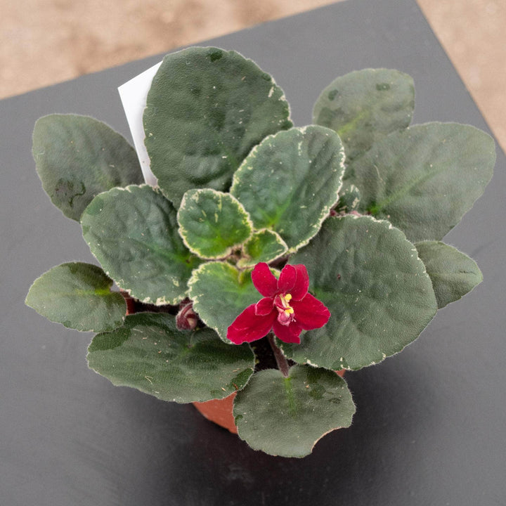 Gabriella Plants Other 4" African Violet Grower's Choice