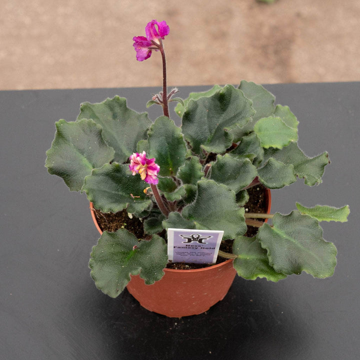 Gabriella Plants Other 4" African Violet Grower's Choice