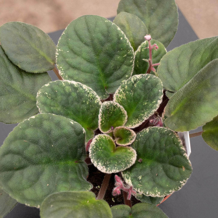 Gabriella Plants Other 4" African Violet Grower's Choice