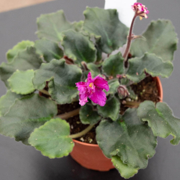 Gabriella Plants Other 4" African Violet Grower's Choice