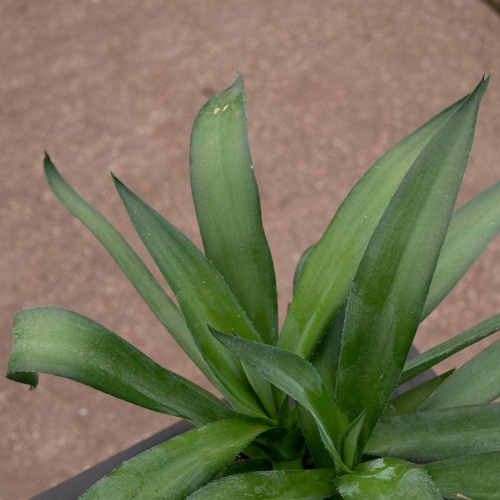 Gabriella Plants Succulent 4" Agave americana