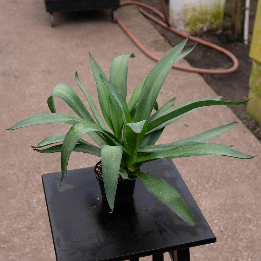 Gabriella Plants Succulent 4" Agave americana