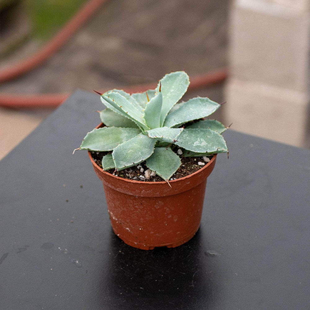 Gabriella Plants Agave 4" Agave potatorum ‘Kichiokan’