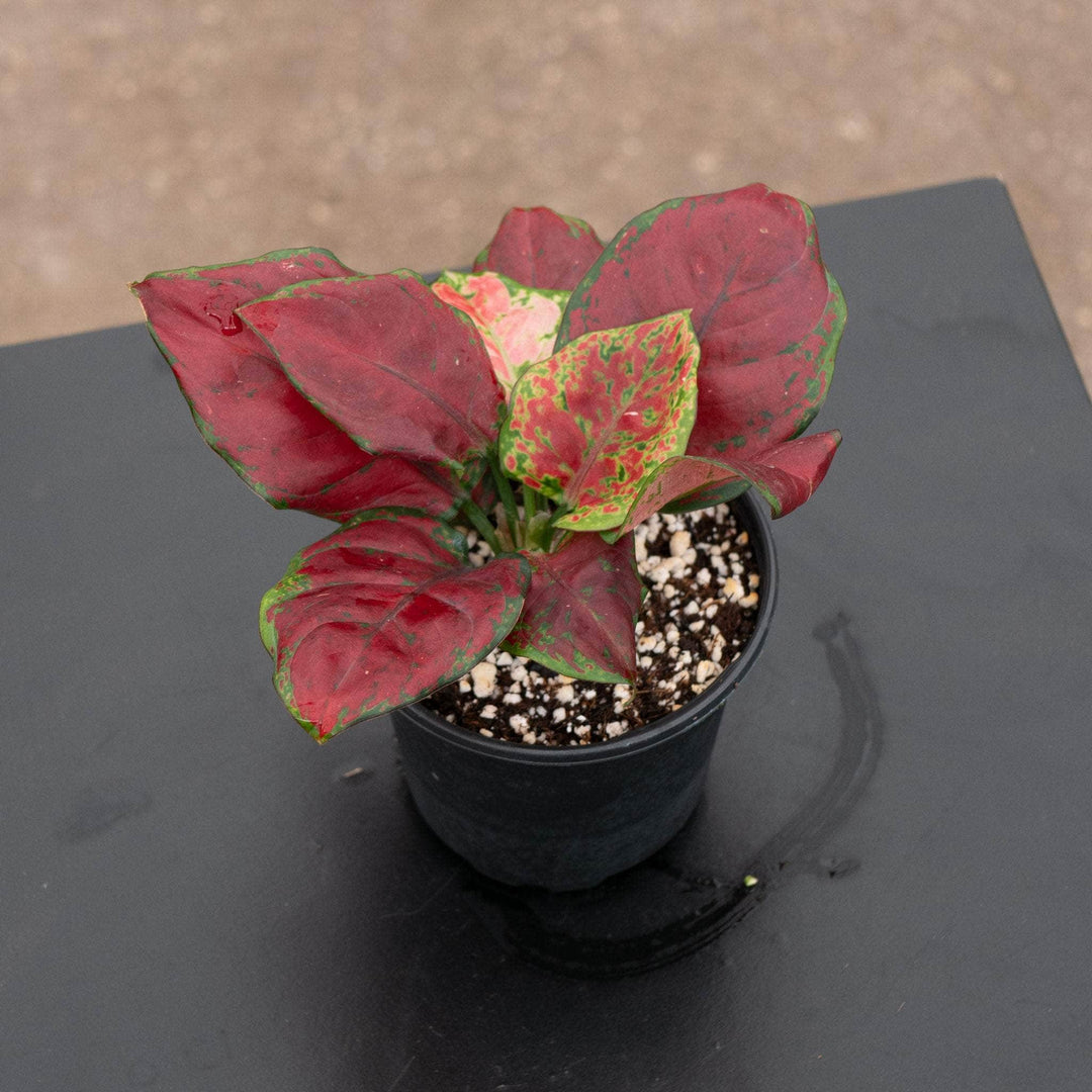 Gabriella Plants Aglaonema 4" Aglaonema 'Black Maroon'