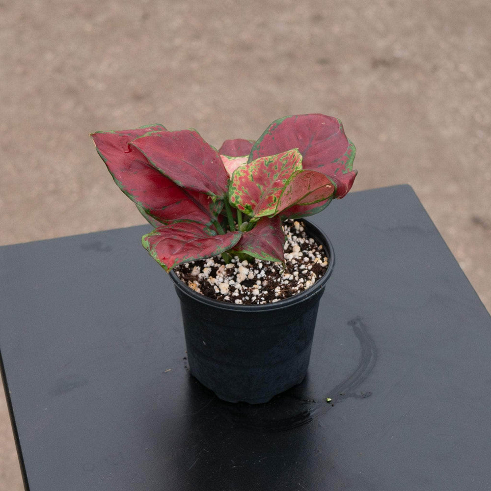 Gabriella Plants Aglaonema 4" Aglaonema 'Black Maroon'