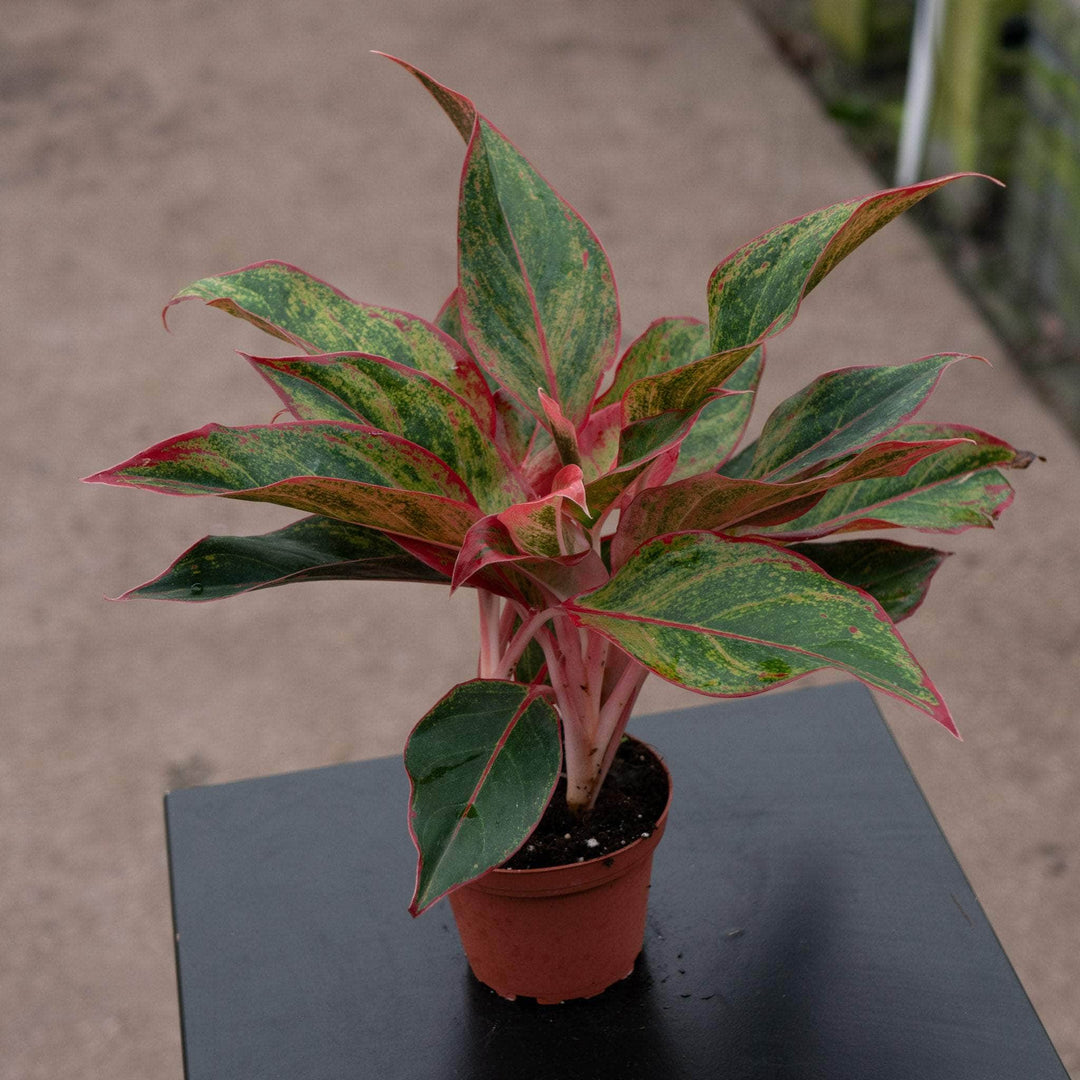 Gabriella Plants Aglaonema 4" Aglaonema 'Creta'