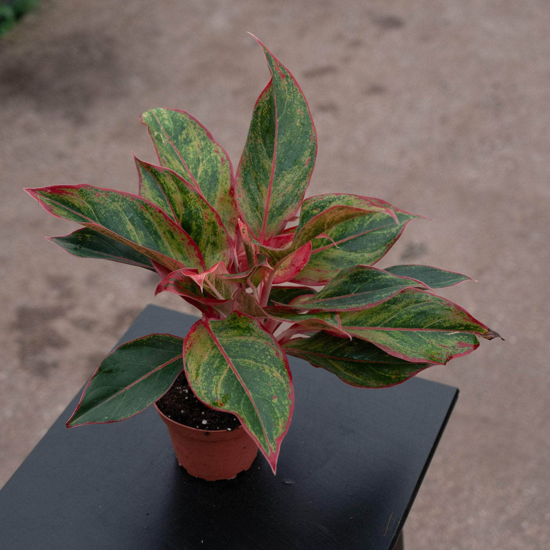 Gabriella Plants Aglaonema 4" Aglaonema 'Creta'