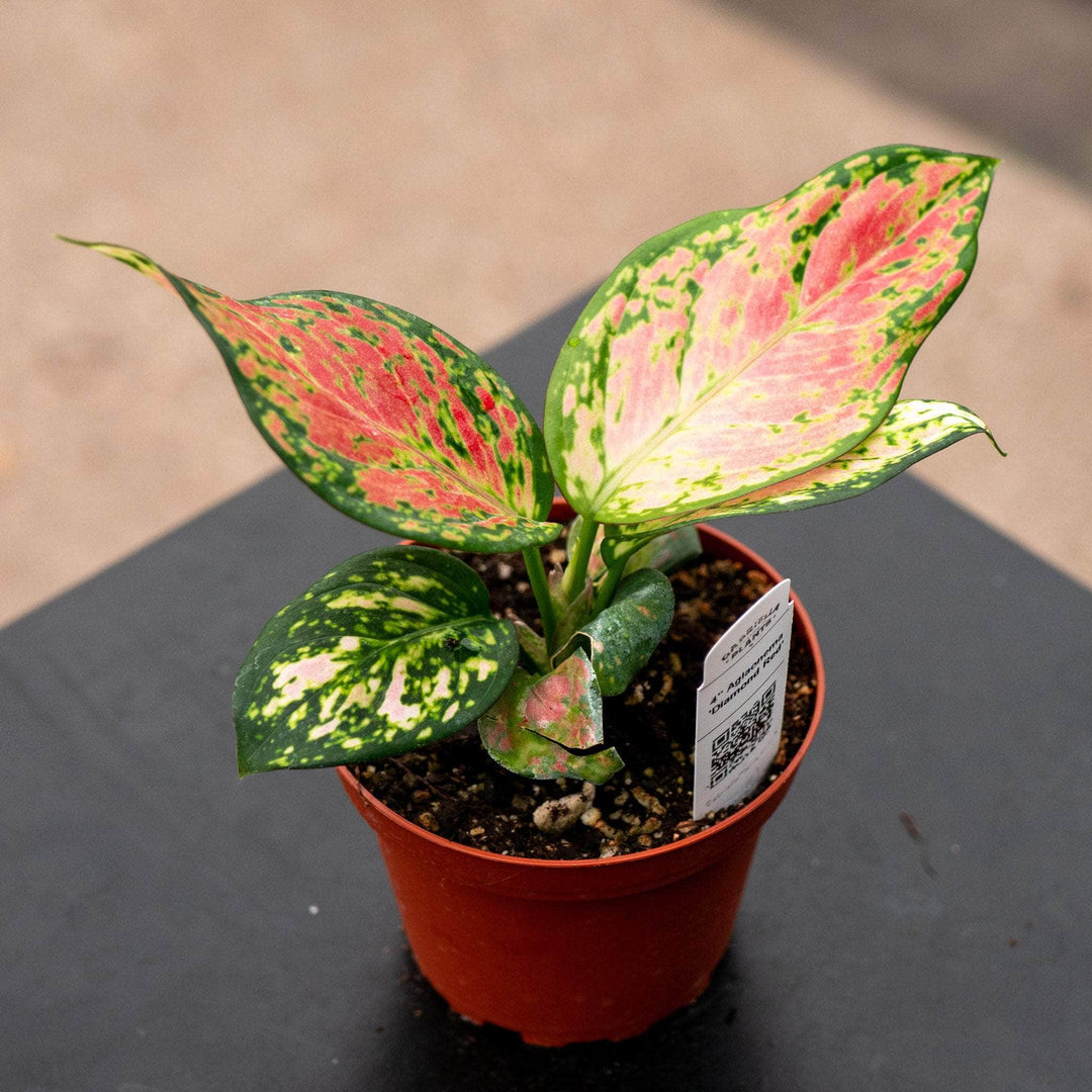 Gabriella Plants Aglaonema 4" Aglaonema 'Diamond Red'