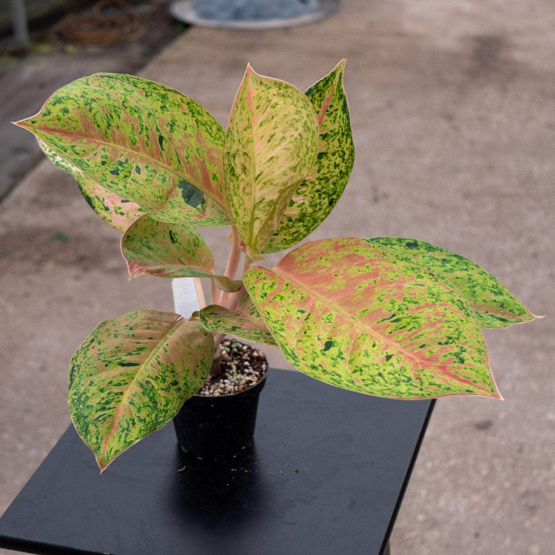 Gabriella Plants Aglaonema 4" Aglaonema 'Dizzy Diamond'