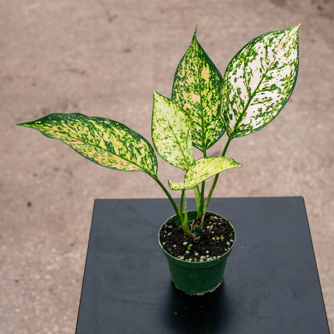 Gabriella Plants Aglaonema 4" Aglaonema 'Etta Rose'