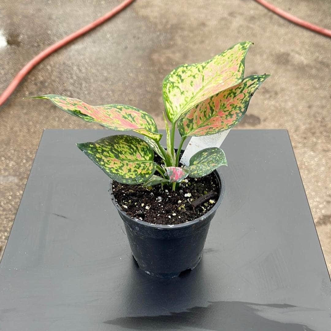 Aglaonema 'Favonian' - Gabriella Plants