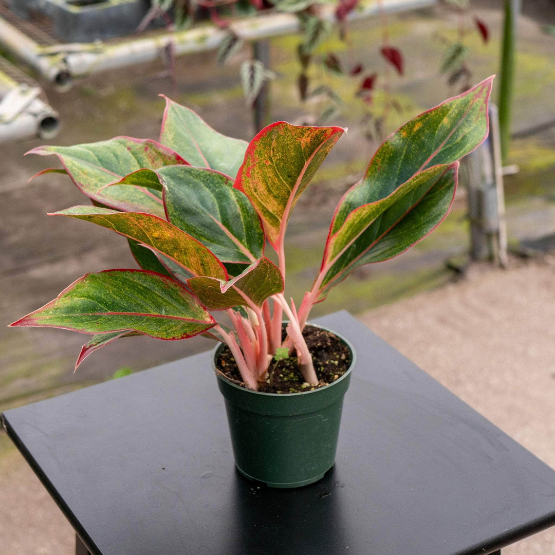 Gabriella Plants Other 4" Aglaonema 'Firecracker'