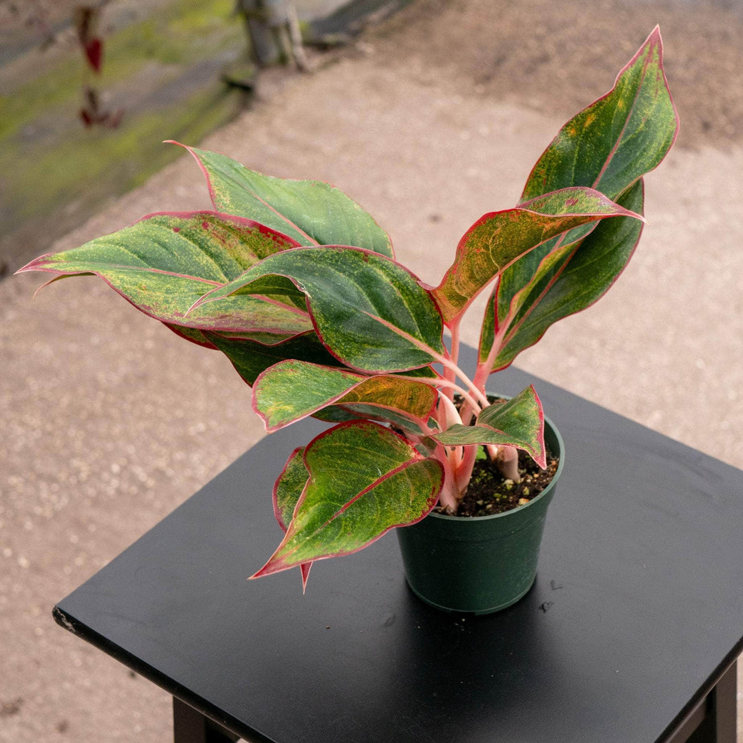 Gabriella Plants Other 4" Aglaonema 'Firecracker'