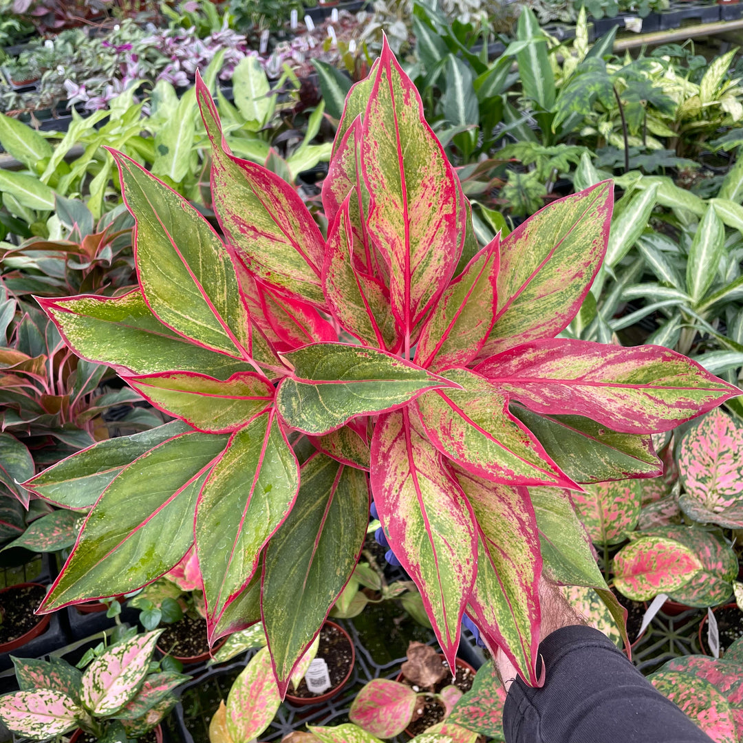 Gabriella Plants Other 4" Aglaonema 'Firecracker'