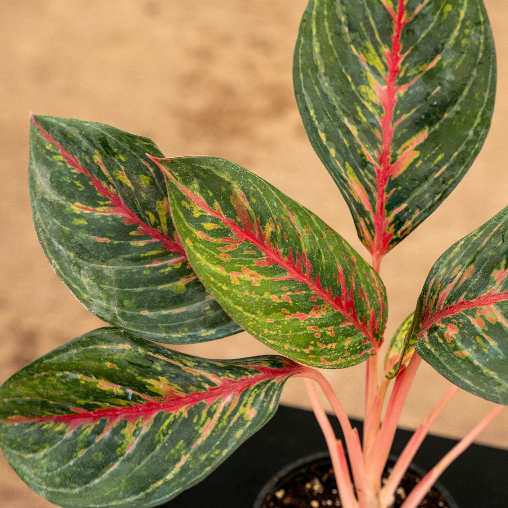 Gabriella Plants Aglaonema 4" Aglaonema 'Garnet Coltrane'