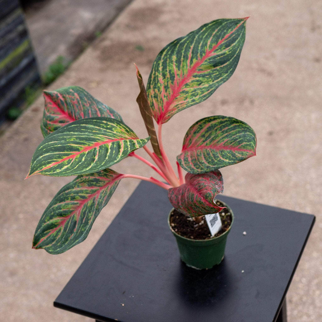 Gabriella Plants Aglaonema 4" Aglaonema 'Garnet Coltrane'