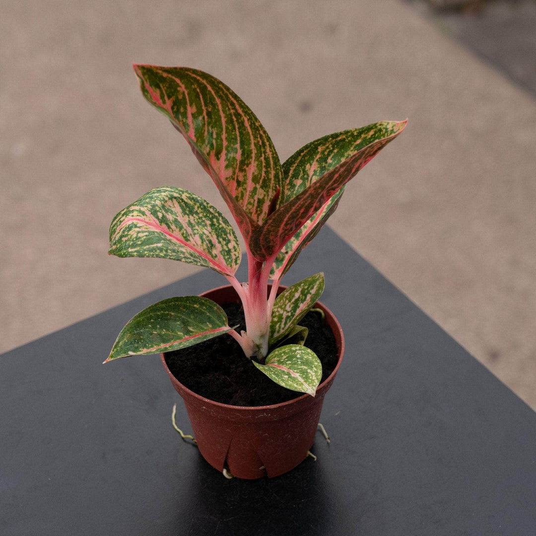 Gabriella Plants Aglaonema 4" Aglaonema ‘Golden Powder’