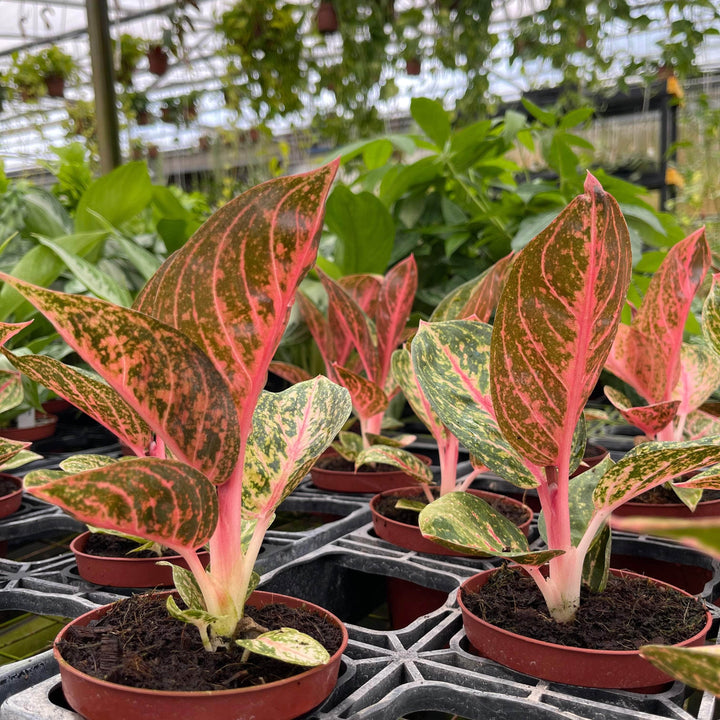 Gabriella Plants Aglaonema 4" Aglaonema ‘Golden Powder’