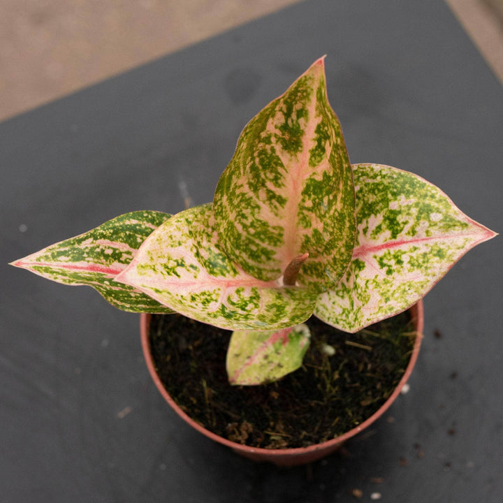 Gabriella Plants Aglaonema 4" Aglaonema ‘Golden Powder’