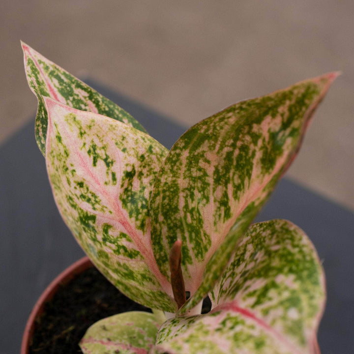 Gabriella Plants Aglaonema 4" Aglaonema ‘Golden Powder’