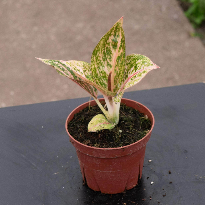 Gabriella Plants Aglaonema 4" Aglaonema ‘Golden Powder’