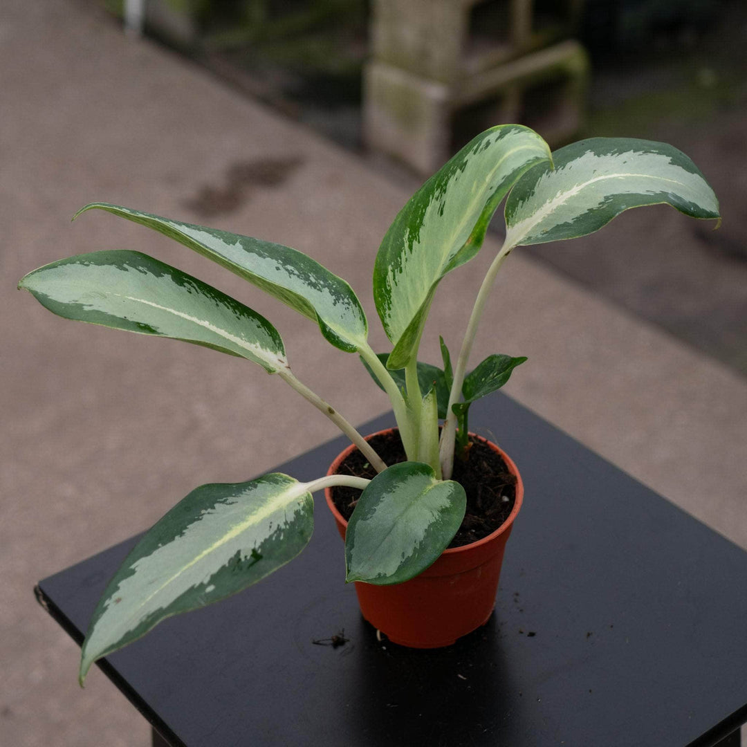 Gabriella Plants Aglaonema 4" Aglaonema 'Green Bowl'