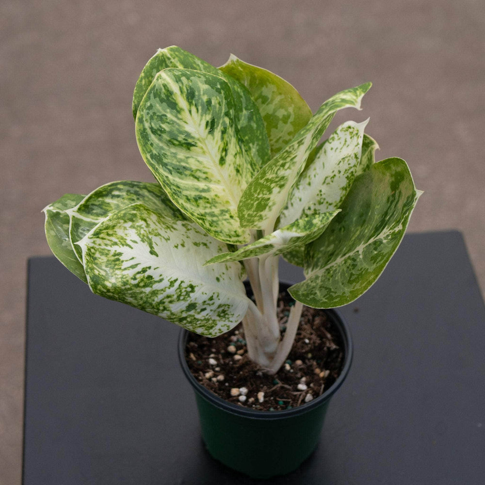 Gabriella Plants Aglaonema 4" Aglaonema 'Green Papuma'