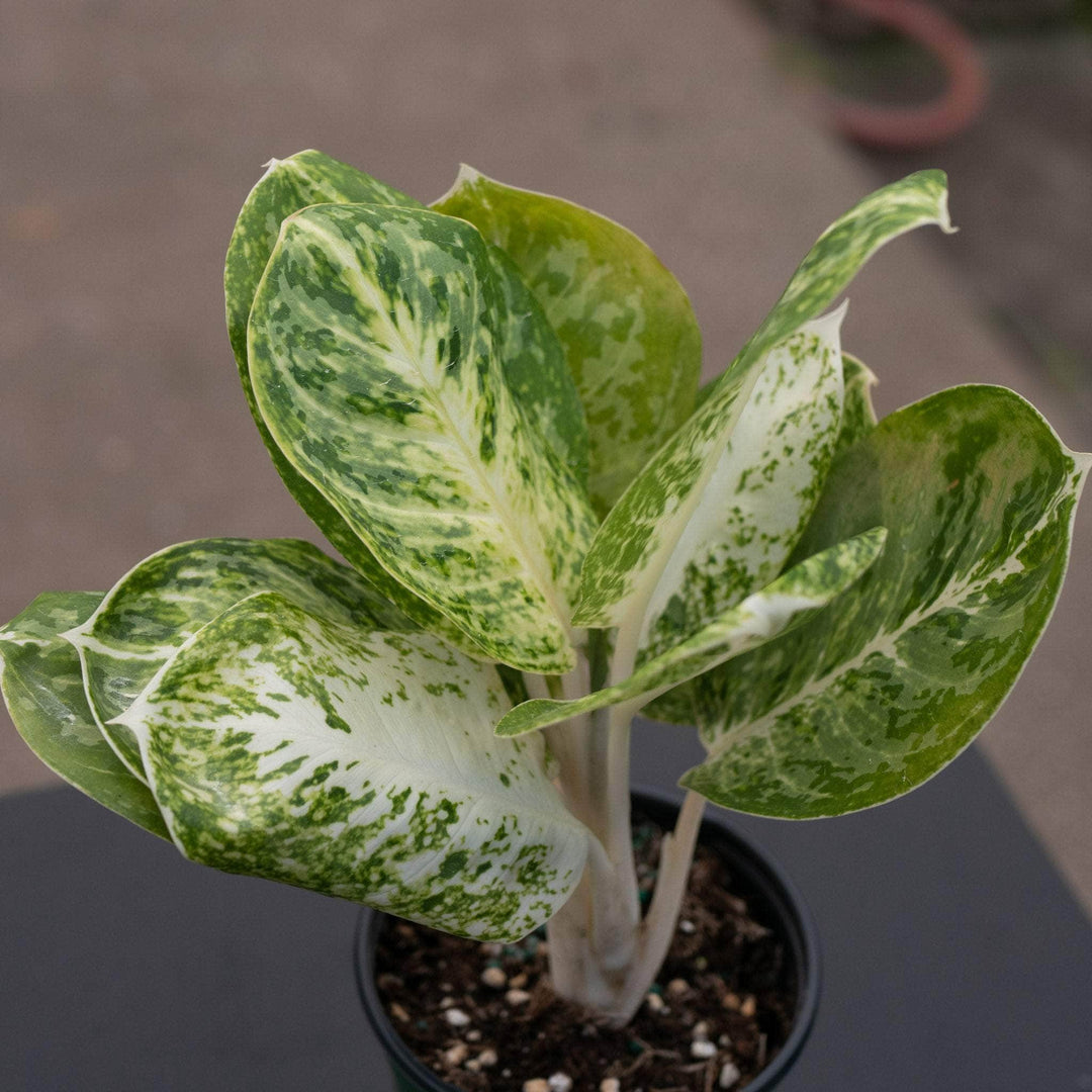 Gabriella Plants Aglaonema 4" Aglaonema 'Green Papuma'