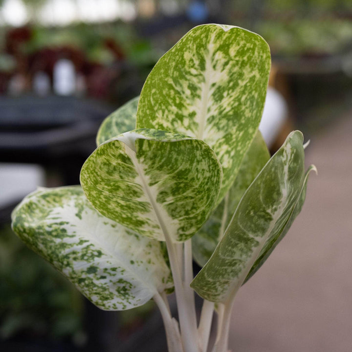 Gabriella Plants Aglaonema 4" Aglaonema 'Green Papuma'